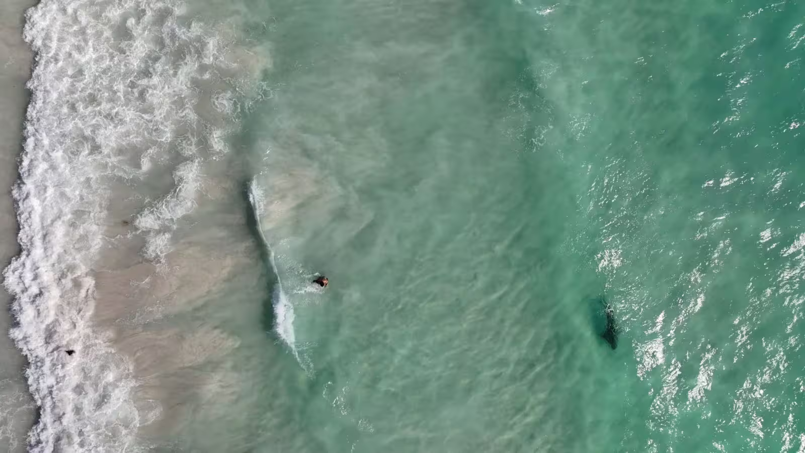 Attaque mortelle de requin à Sydney
