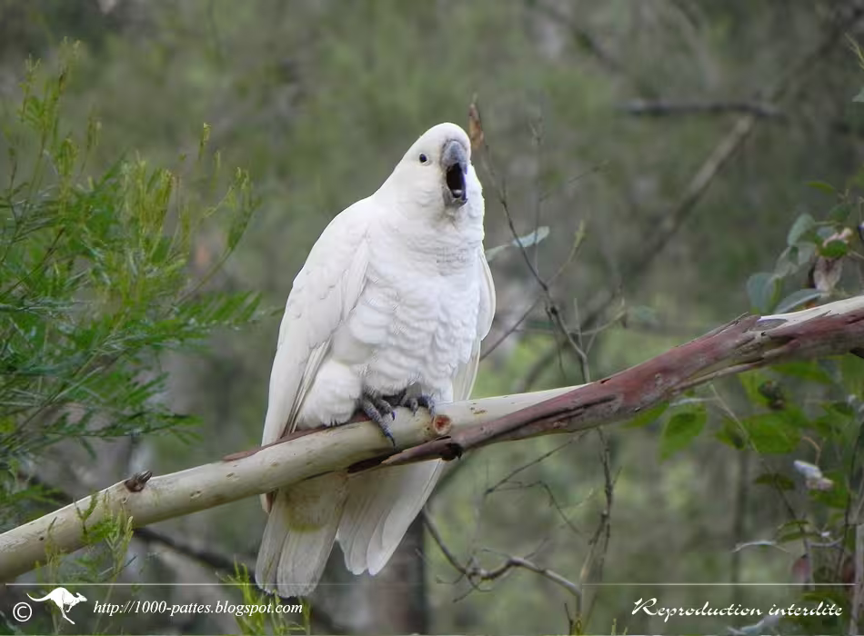 Un perroquet nommé en l'honneur du "héros du triplé"