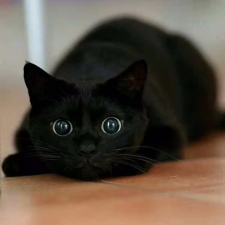 Ville espagnole interdit adoption chats noirs à Halloween